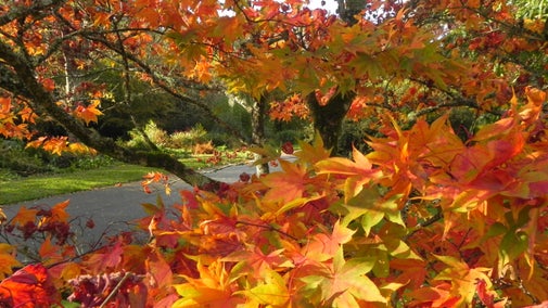 View of a path, seen through branches of a tree with its leaves turning yellow and red